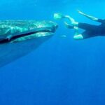 Intimate Eco-Friendly Whale Shark Encounter - Premium Service - Who Would Love This Tour?