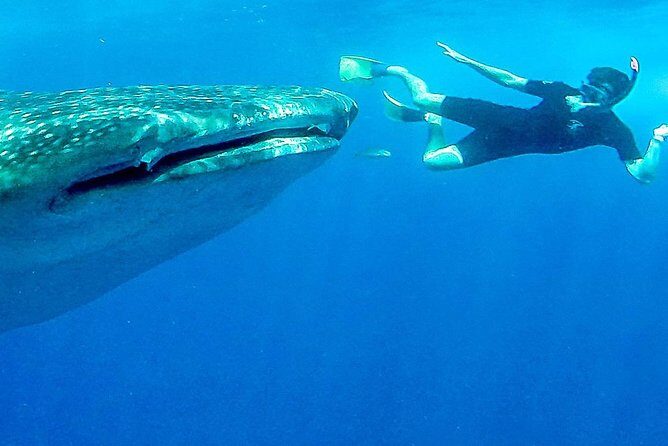 Intimate Eco-Friendly Whale Shark Encounter - Premium Service - Who Would Love This Tour?