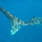 Isla Mujeres Deluxe (boat, Snorkeling, Free Time At Isla Mujeres Downtown-food) - How the Experience Feels in Practice