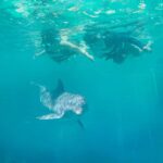 ISLA MUJERES: Dolphin Royal Connection & buffet from Cancun - Who Will Love This Tour?