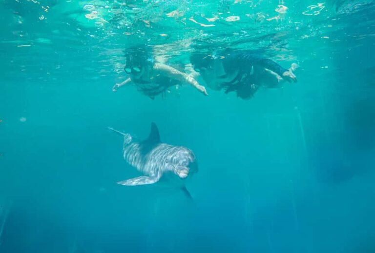 ISLA MUJERES: Dolphin Royal Connection & buffet from Cancun - Who Will Love This Tour?