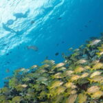 Isla Mujeres: Snorkel Tour at Musa and Manchones Reef - Authentic Experiences in a Safe Environment