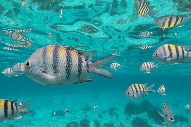 Isla Mujeres Snorkeling Adventure at the Underwater Museum - Practical Tips