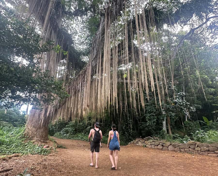 Island of Maui Customized Half-Day Private Tour - Who Will Love This Tour?