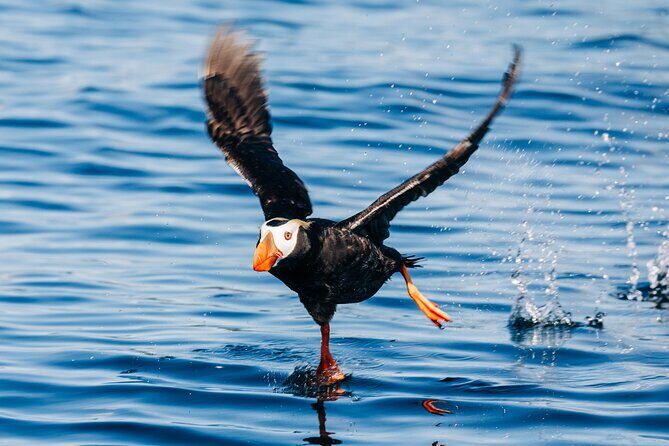 Islands of Wonder: Sitka Wildlife Boat Adventure (4 hours) - Final Thoughts: Who Should Consider This Tour?