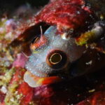 Ixtapa: Nighttime Underwater Exploration at Piedra Solitaria - Final Thoughts