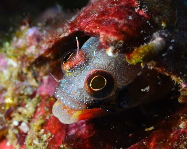 Ixtapa: Nighttime Underwater Exploration at Piedra Solitaria - Final Thoughts