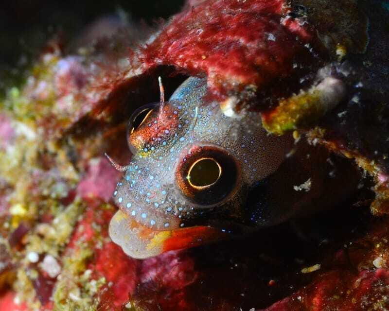 Ixtapa: Nighttime Underwater Exploration at Piedra Solitaria - Final Thoughts
