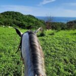 Ixtapa-Zihuatanejo: Horseback Riding Tour - An In-Depth Look at the Ixtapa-Zihuatanejo Horseback Riding Tour