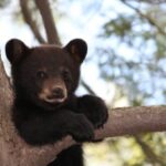 Jackson: Grand Teton National Park Guided Wildlife Tour - The Benefits of This Tour