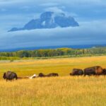 Jackson: Grand Teton National Park - Van Tour - Final Thoughts on the Experience