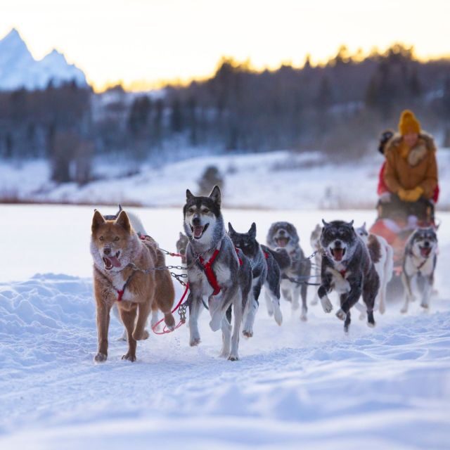 Jackson Hole: Dogsledding Tour with Hot Chocolate - The Value for Money