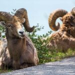 Jasper Evening Wildlife Tour - The Itinerary in Detail