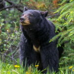 Jasper National Park: Evening or Morning Wildlife Watch Tour - Why Guides Make All the Difference