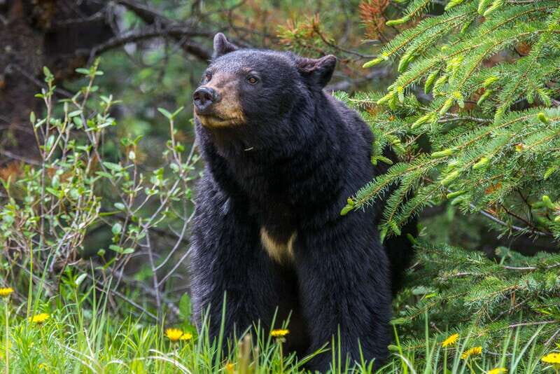 Jasper National Park: Evening or Morning Wildlife Watch Tour - Why Guides Make All the Difference