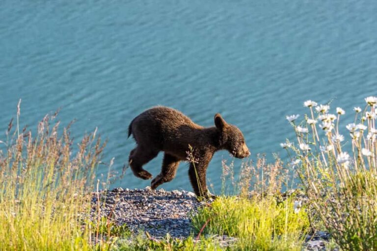 Jasper: Wildlife and Sightseeing Tour with Lakeshore Hike - Key Points