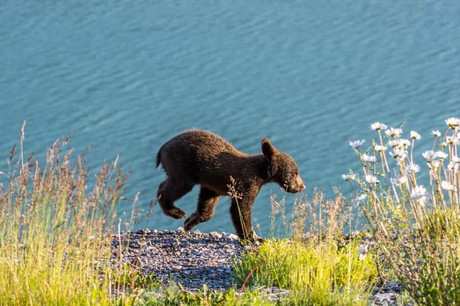 Jasper: Wildlife and Sightseeing Tour with Lakeshore Hike - Key Points