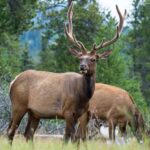 Jasper: Wildlife and Sightseeing Tour with Maligne Cruise - The Sum Up