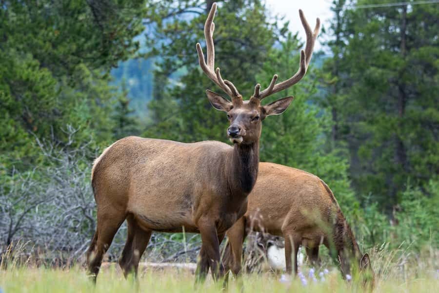 Jasper: Wildlife and Sightseeing Tour with Maligne Cruise - The Sum Up