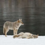 Jasper: Winter Wildlife Bus Tour in Jasper National Park - Who Will Enjoy This Tour?