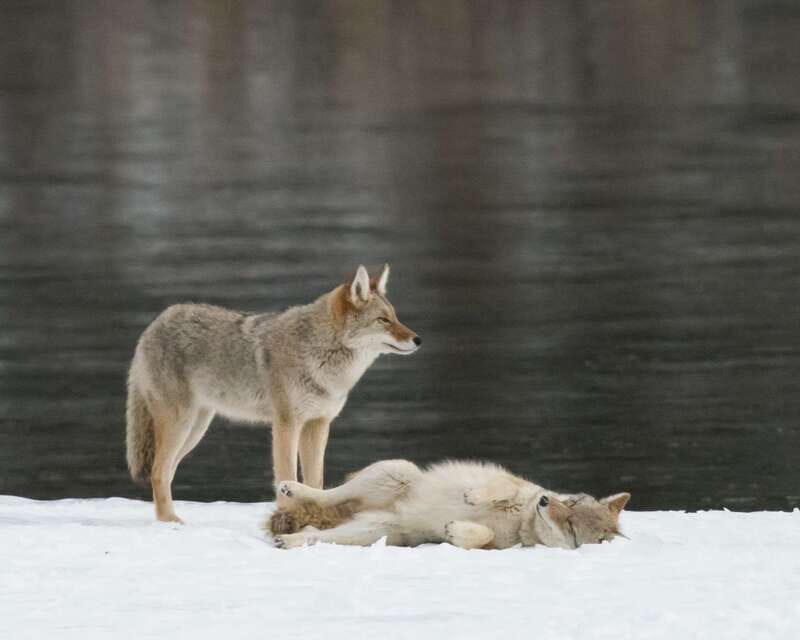 Jasper: Winter Wildlife Bus Tour in Jasper National Park - Who Will Enjoy This Tour?