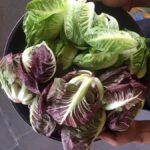 Jean Talon Market Walking Tour x Michelin-Trained Chef - Who Will Love This Tour?