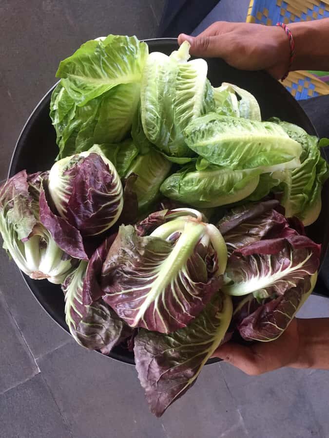 Jean Talon Market Walking Tour x Michelin-Trained Chef - Who Will Love This Tour?