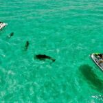 Jet Ski Dolphin Tour from Gilligans Watersports - Why Choose the Jet Ski Dolphin Tour?