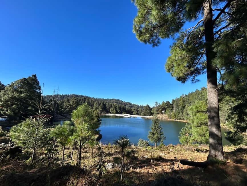 Jilotzingo: Forest Bathing and Temazcal Healing Experience - An In-Depth Look at the Experience