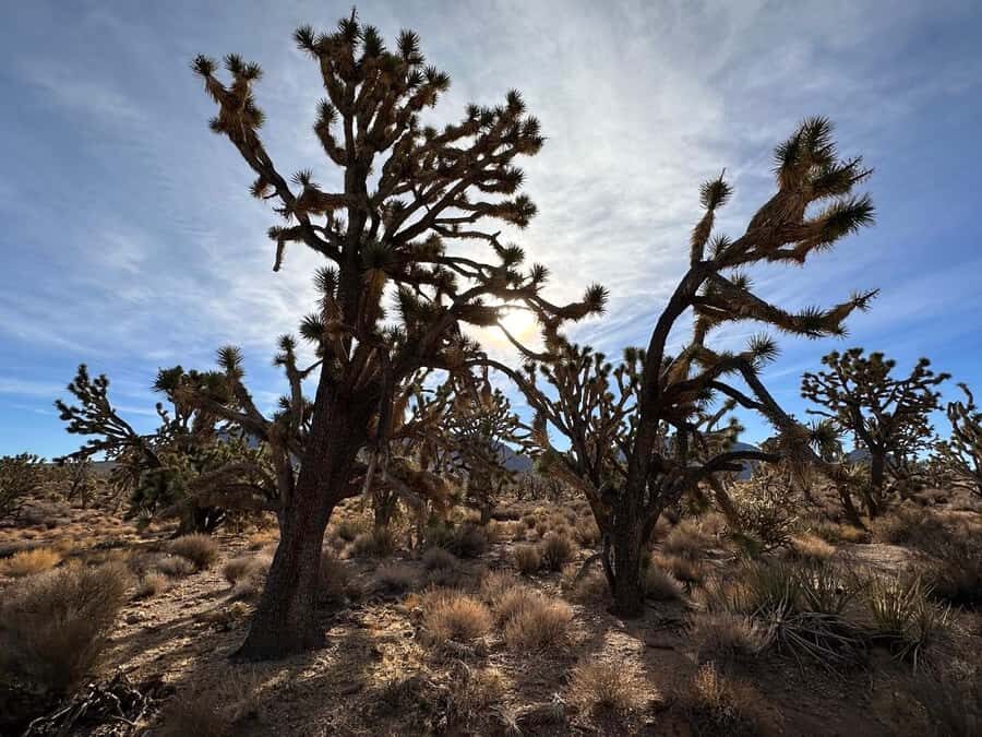 Join us for a tour of the Grand Canyon with a French guide, including the Skywalk - Why This Tour Offers Good Value