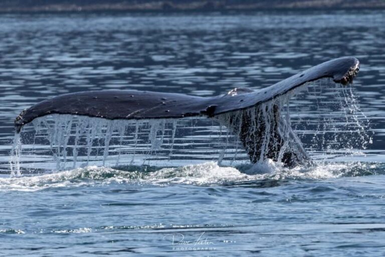 Juneau: 3.5-Hour Small Group Whale Watching Tour - What Makes This Small Group Tour Stand Out?