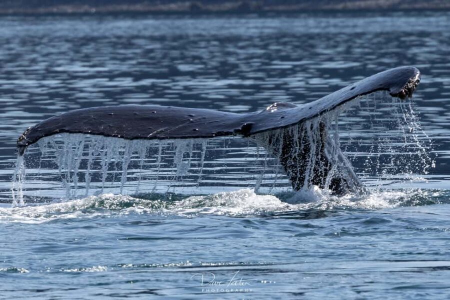 Juneau: 3.5-Hour Small Group Whale Watching Tour - What Makes This Small Group Tour Stand Out?