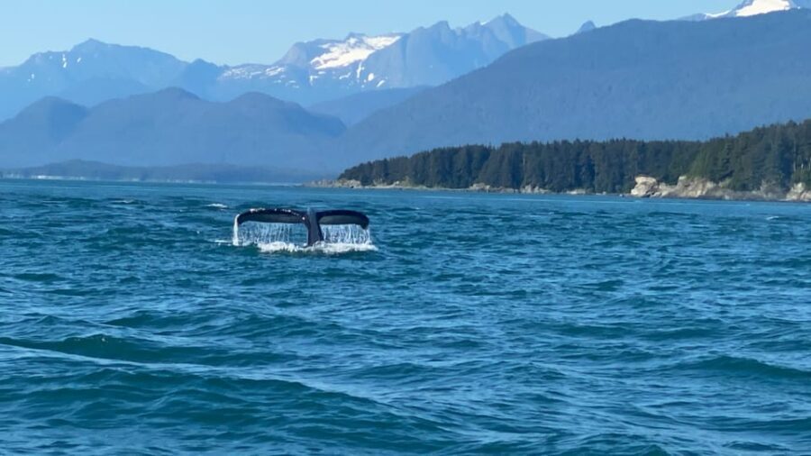 Juneau: Mendenhall Glacier and Whale Watching Tour - Practical Details and Value