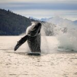 Juneau: Mendenhall Glacier Waterfall & Whale Watching Tour - What’s Included and What’s Not