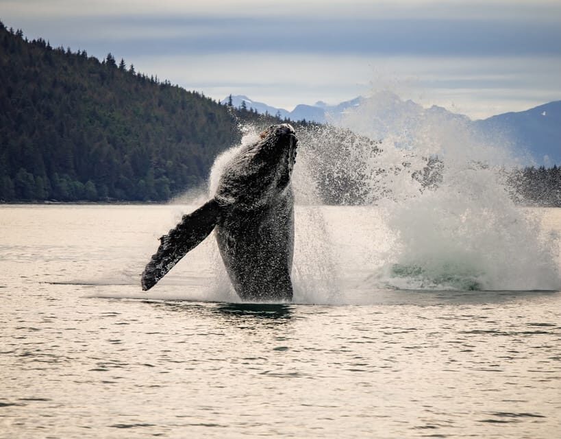 Juneau: Mendenhall Glacier Waterfall & Whale Watching Tour - What’s Included and What’s Not