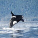 Juneau Whale Watch Adventure - The Value and Practical Aspects