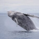 Juneau: Whale Watching and Wildlife Cruise with Local Guide - Authentic Experiences and Guest Feedback