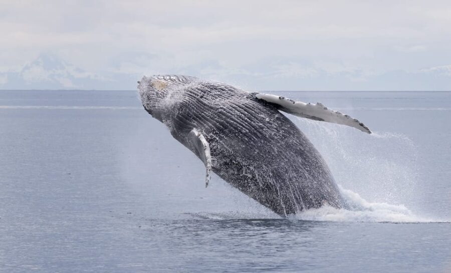 Juneau: Whale Watching and Wildlife Cruise with Local Guide - Authentic Experiences and Guest Feedback