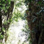 Jungle Hiking Adventure and Waterfall Swim. Nogalito Ecopark - Frequently Asked Questions