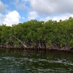Jungle Tour - Mangroves & Snorkel (Couples) - The Self-Driven Boat Experience