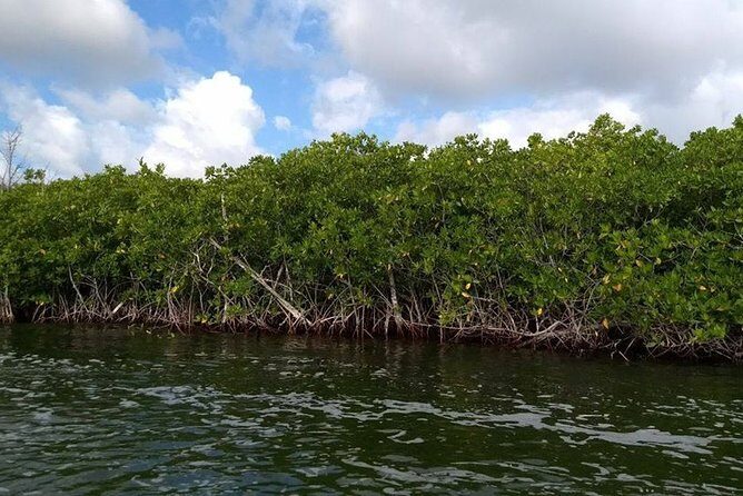 Jungle Tour - Mangroves & Snorkel (Couples) - The Self-Driven Boat Experience
