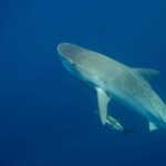 Jupiter, FL: Guided Shark Snorkel Trip - What It’s Like in the Water