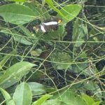 Kaan Luum Lagoon and Cenote Adventure - Practical Details and What to Expect