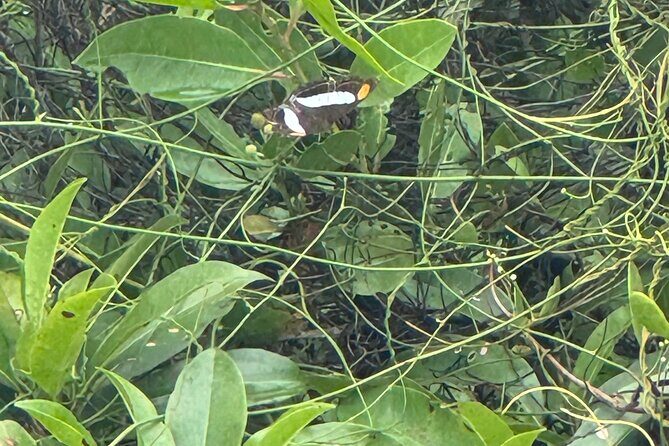 Kaan Luum Lagoon and Cenote Adventure - Practical Details and What to Expect