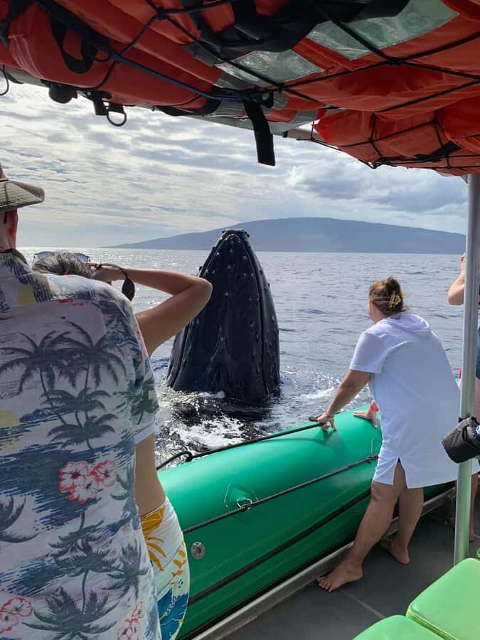 Ka'anapali: Whale Watching Boat Tour - The Experience: What You Can Expect on This Whale Watching Tour