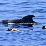 Kailua-Kona: Aquatic Safari Snorkeling Adventure - Final Thoughts: Who Should Consider This Adventure?