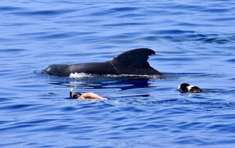 Kailua-Kona: Aquatic Safari Snorkeling Adventure - Final Thoughts: Who Should Consider This Adventure?