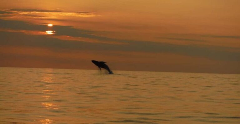 Kailua-Kona: Dolphin Watch & Double-Reef Snorkel Tour - Final thoughts