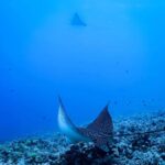 Kailua-Kona: Late Manta Snorkel Tour - Why This Tour Is Worth the Price