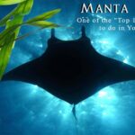 Kailua-Kona: Manta Ray Night Snorkel SMALL GROUP - What is the Kailua-Kona Manta Ray Night Snorkel Tour?